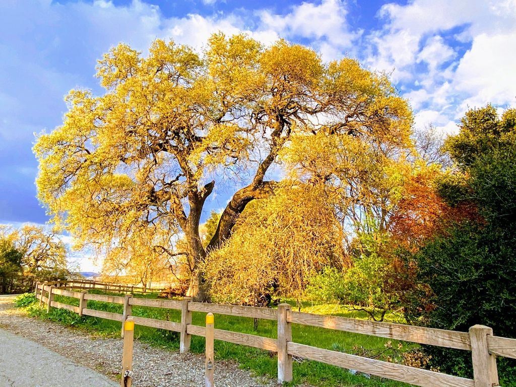 Beautiful Day Photograph- Nature in Our Backyard Contest