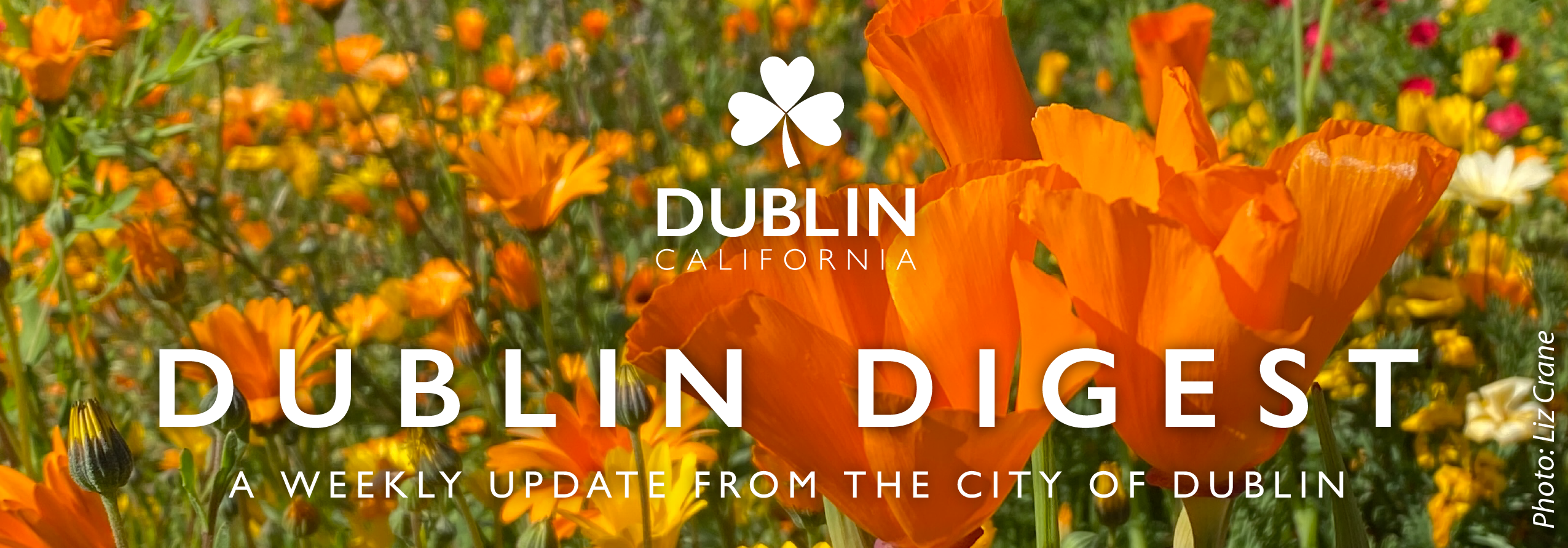 Dublin Digest: A Weekly Newsletter from the City of Dublin - a field of poppies in bloom