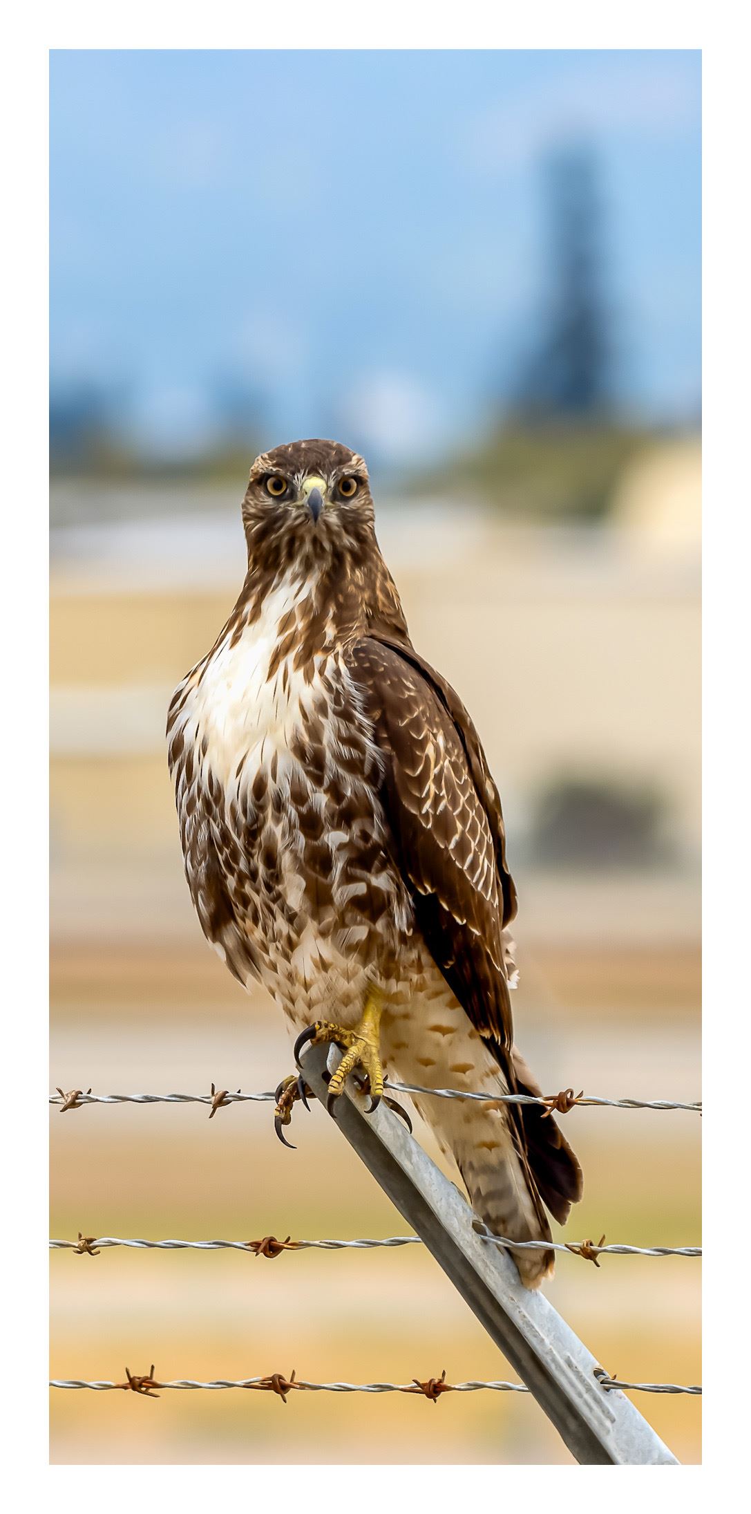 Eyes that sees all- 1