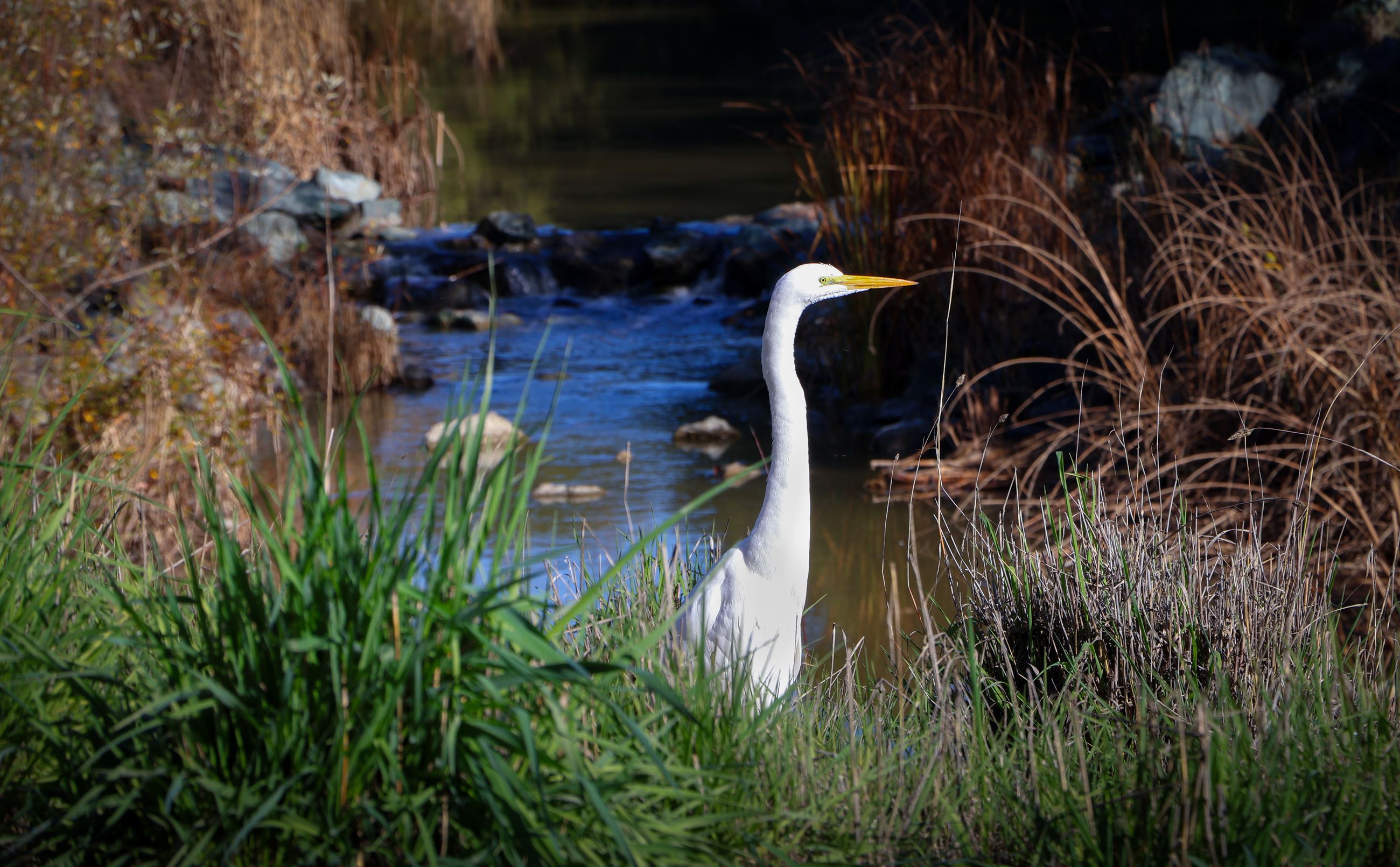 Great Egret of the Creek-3