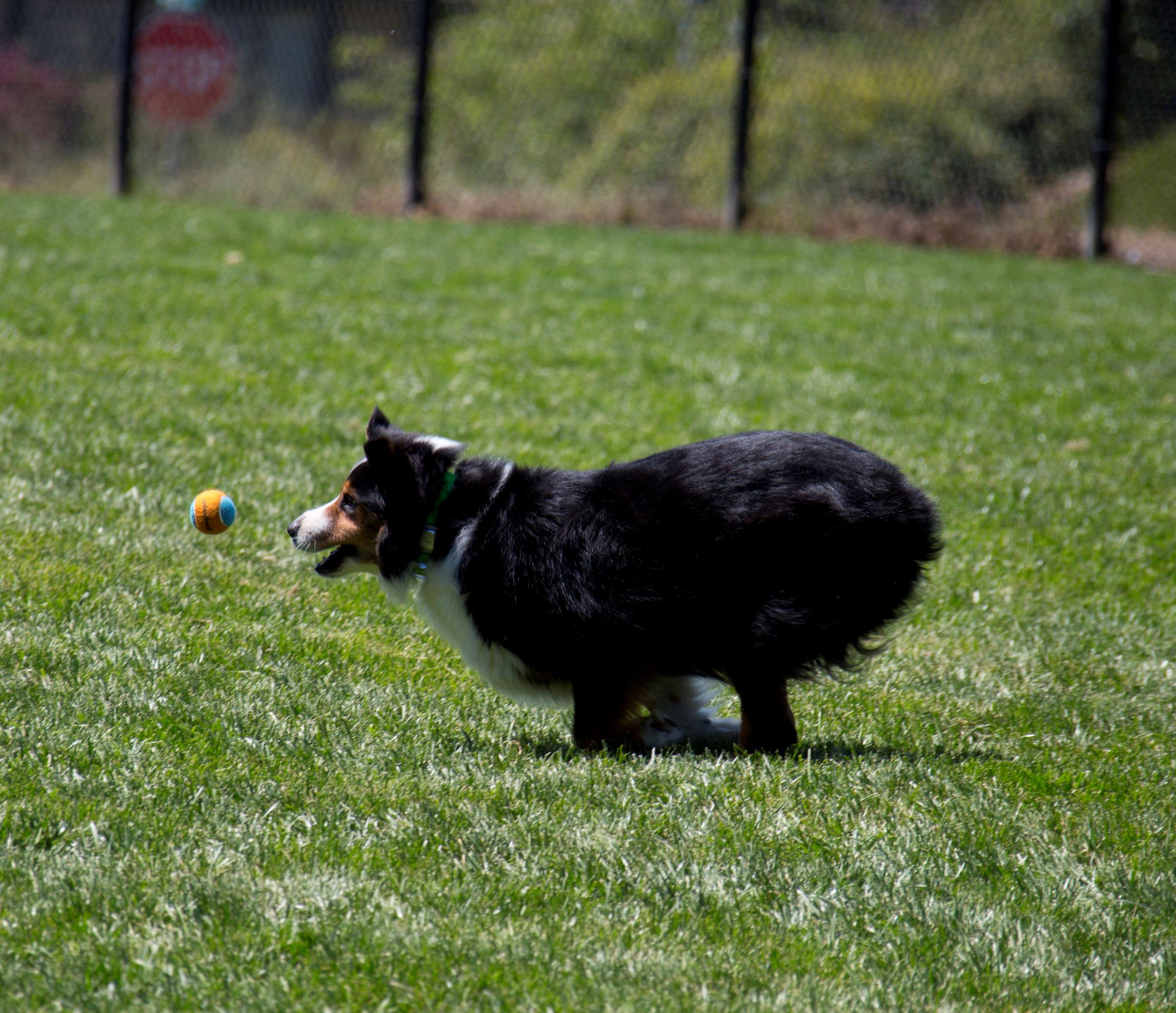 Dougherty Hills Dog Park